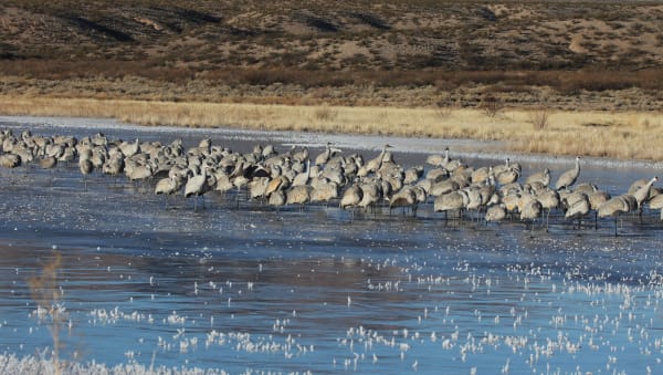 A large flock of sandhill cranes standing in shallow water at Bosque del Apache, dry hills behind