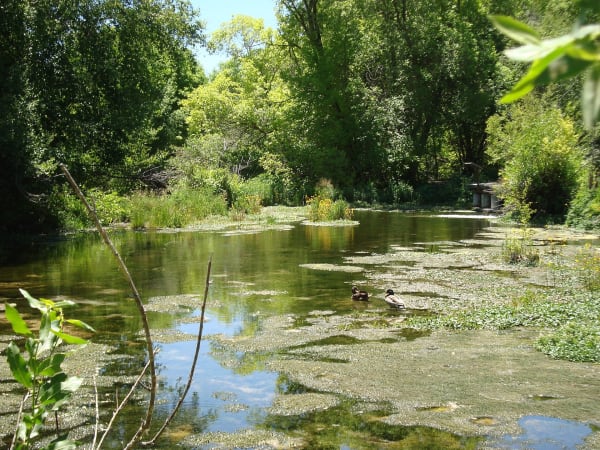 A shallow spring-fed pool under summer trees, its surface half covered by mats of bright green water plants with clear channels of reflected sky between them. Two mallard ducks swim near the center and a low wooden boardwalk stands among the vegetation at the right.