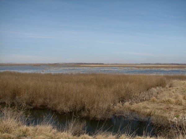 Brown reeds in the foreground and the shallow open water of Cheyenne Bottoms stretching to the horizon.