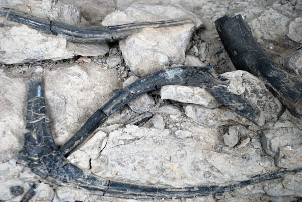Fossil dinosaur bones exposed in the quarry floor at Cleveland-Lloyd — several long, curved, blue-black bones lying across and beneath blocks of pale grey rock, their surfaces cracked into a fine mosaic, with broken chips of the same pale rock packed around them.