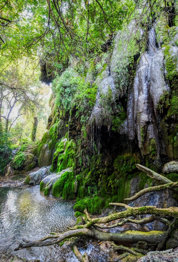 Water spilling over fern-covered travertine at Gorman Falls in Colorado Bend State Park, with roots and a pool in the foreground.