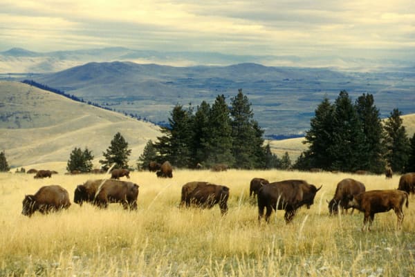 Bison grazing in golden grass on the CSKT Bison Range, with timbered ridges and the valley beyond
