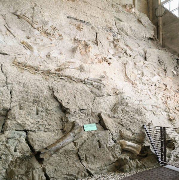 The quarry wall inside the Exhibit Hall at Dinosaur National Monument — a steeply tilted face of pale sandstone with dozens of dinosaur bones weathered out in relief across it, vertebrae, ribs and long limb bones lying at every angle. A small green sign low on the wall reads TOUCH REAL DINOSAUR BONES, with a steel cable railing and stair at the right and the hall's concrete piers and clerestory glazing above.