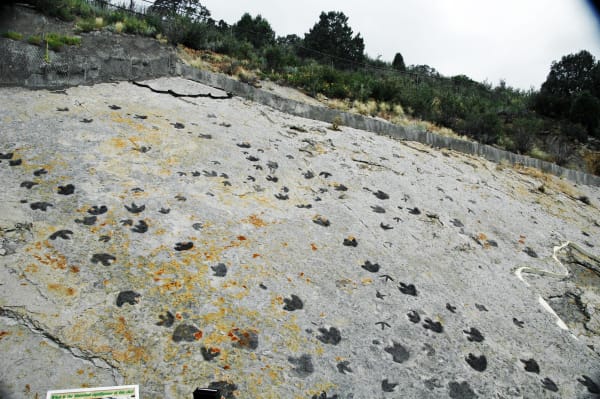 Dinosaur tracks in the tilted Dakota Sandstone on the east face of Dinosaur Ridge