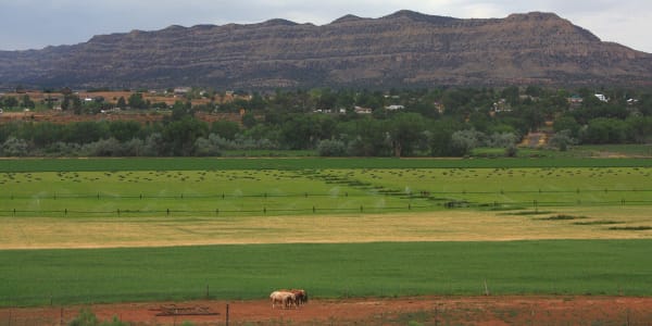 Escalante seen across its irrigated fields — a line of sprinklers running over green hay, a red dirt strip in the foreground where three horses stand at a wire fence, and the town's houses set among cottonwoods and willows beyond. A long stepped bench of dark timbered slopes under pale caprock closes the view, under flat grey overcast.
