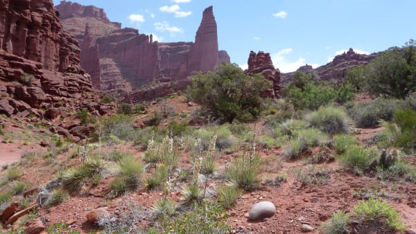 Dark red rock towers and fins rising behind a rocky desert slope, the tallest a slender fluted pinnacle at the center. Yucca in bloom, junipers and bunchgrass cover the red soil in the foreground, and a dirt track crosses the lower left corner.