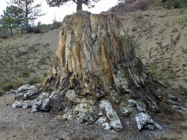 A petrified redwood stump at Florissant Fossil Beds, its fossil wood split open at the base