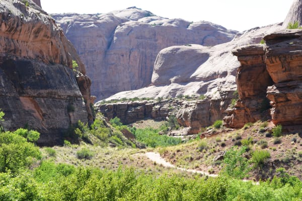 A canyon bottom filled with bright green cottonwood and willow, a sandy trail winding up the middle of the wash. Streaked sandstone walls rise steeply on both sides to pale domed slickrock above, under a bleached white sky.