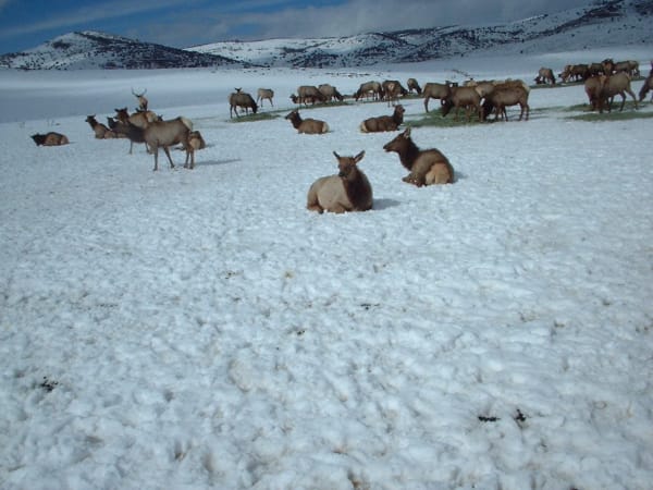 A herd of elk scattered across a snow-covered feeding ground, some lying in the churned snow in the foreground and others grazing on a strip of exposed grass behind. Bare snow-streaked hills rise beyond under broken cloud.