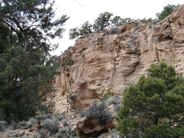 A pale cream tuff outcrop at Hickison Summit, its face pitted with honeycomb weathering hollows and cut by horizontal bedding partings, with a shallow alcove worn into its base. Juniper and pinyon crowd the rock on both sides and sagebrush grows below it, under a white overcast sky. No petroglyphs are visible in the frame.