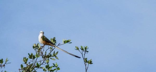 A scissor-tailed flycatcher perched on a leafy branch against a blue sky at Inks Dam National Fish Hatchery.