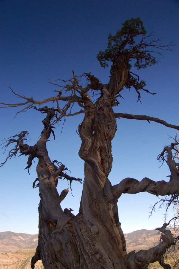 An ancient juniper photographed from below against a deep blue sky, its massive trunk twisted and stripped to bare grey wood with the grain spiralling around it, dead limbs reaching out on all sides and one green crown of foliage surviving at the top. Dry hills fall away far below.