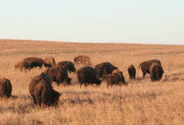Bison grazing on the tallgrass prairie of the preserve north of Pawhuska.