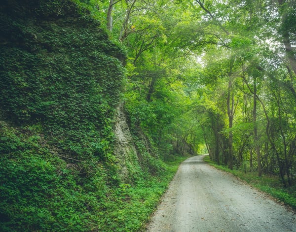The gravel Katy Trail running under a green tree canopy beside an ivy-covered bluff.