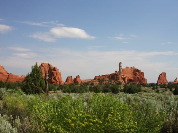Kodachrome Basin from the valley floor — red sandstone buttes and fins ranged across the middle distance, with a tall pale sedimentary pipe standing free among them at centre-right and a small tree growing at its foot. A dead bare tree and a juniper stand at left, flowering yellow rabbitbrush and silver sagebrush fill the foreground, and thin cloud drifts across a pale blue sky.