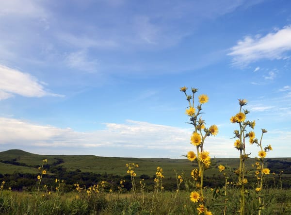 Yellow prairie sunflowers in front of the rolling tallgrass hills of Konza Prairie under a blue sky.