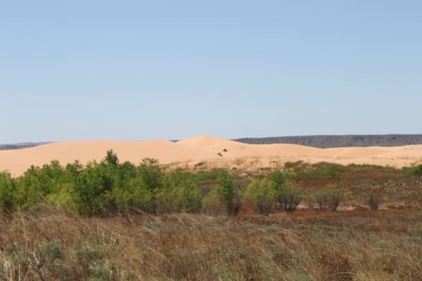 Bare pale sand dunes rising beyond a band of green shrubs and dry grass at Little Sahara State Park.