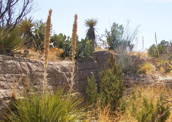 Sotol stalks, yuccas and prickly pear along a pathway and limestone ledge at Living Desert State Park in Carlsbad