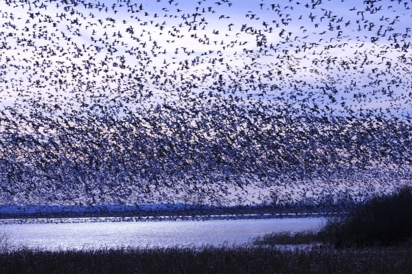 A huge flock of snow geese filling the sky above open water at the refuge in winter.