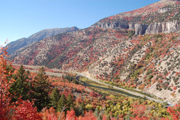 The Logan River and US-89 running together along the floor of Logan Canyon, red and orange maple covering the slopes below grey limestone cliffs in autumn.