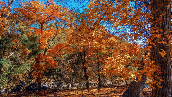 Bigtooth maples in orange and gold fall color beneath a blue sky at Lost Maples State Natural Area.