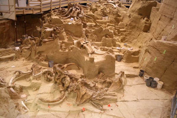 Mammoth tusks and bones lying exposed in the excavated sinkhole floor at the Mammoth Site in Hot Springs