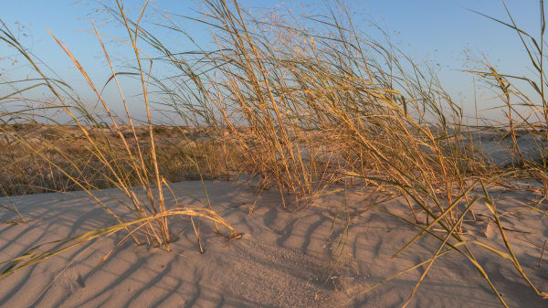 Tall dry grass bending over pale wind-rippled sand at Monahans Sandhills State Park in low evening light.