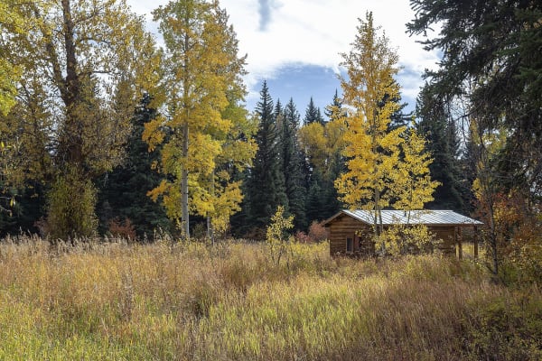 A log cabin at the Murie Ranch set back in tall grass among yellow aspens and dark spruce