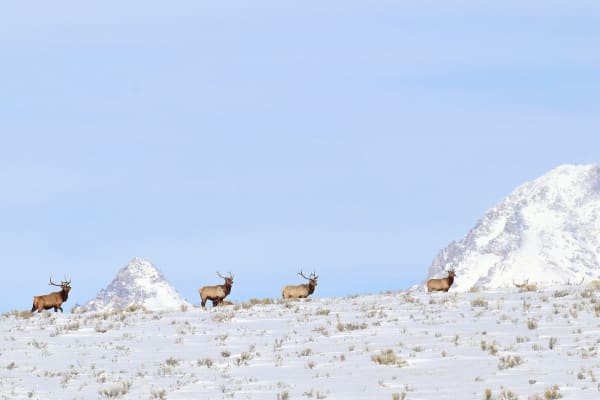 Bull elk standing along a snowy ridge on the National Elk Refuge, sagebrush poking through the snow and white peaks behind