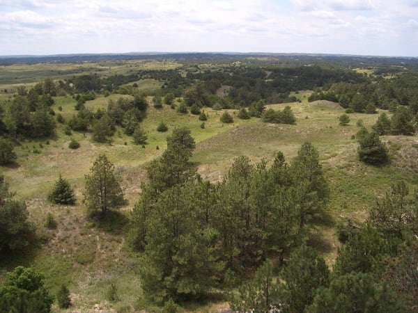 Planted pines climb grassy Sandhills dunes in the Bessey Ranger District of the Nebraska National Forest.