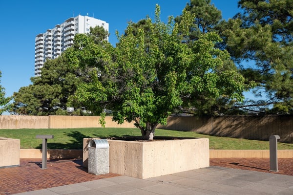 The Survivor Tree, an American elm, spreading over its walled plaza at the Oklahoma City National Memorial.