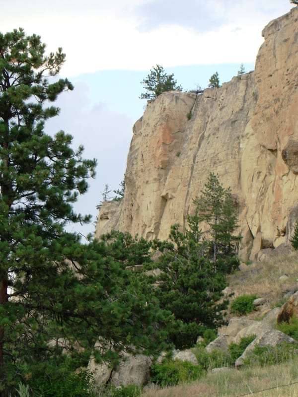 The pale sandstone cliff of the canyon at Pictograph Cave, ponderosa pines growing along its foot