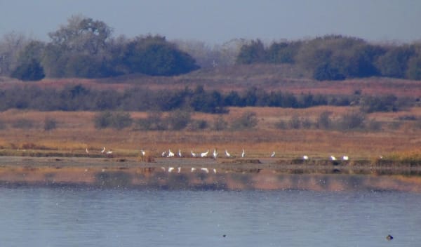 Whooping cranes stand in a line at the edge of the Big Salt Marsh, with autumn grass and trees beyond.