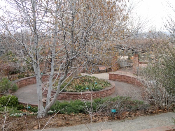 A circular raised bed at Red Butte Garden walled in red sandstone, with flagstone paths curving around it and a bare catkin-hung tree rising from its centre. Benches stand on the terrace beyond, low evergreens and labelled plantings fill the beds, fallen leaves cover the ground and the first snowdrops show at the edge, under a flat white winter sky.