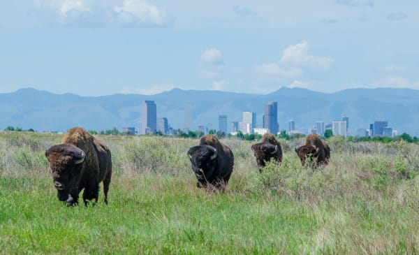 Four bison grazing on the Rocky Mountain Arsenal refuge with the Denver skyline beyond