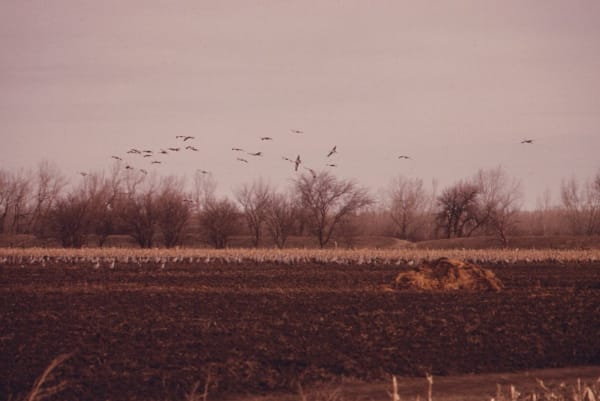 Sandhill cranes fly over bare trees and gather in a field at the Rowe bird sanctuary in the early 1970s.