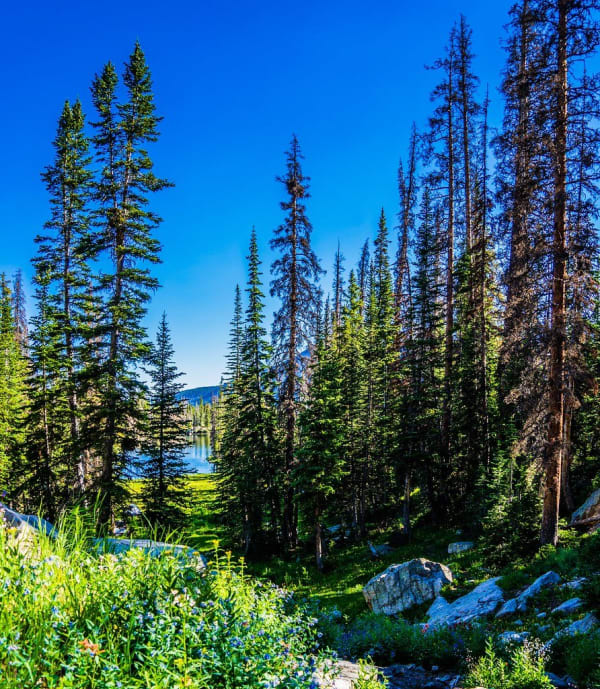 A stand of tall spruce and fir on a rocky slope, many trunks bare and grey among the living green, with a small alpine lake just visible through the trees in the middle distance. Wildflowers and grass cover the boulders in the foreground under a deep blue sky.