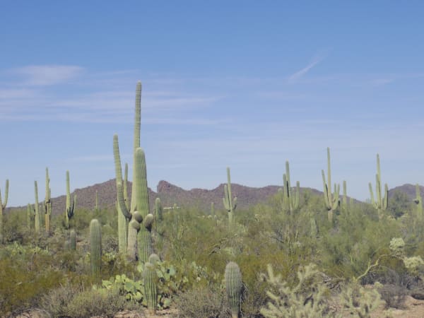 A stand of saguaro in Saguaro National Park outside Tucson, seen level across the flat — one tall cactus in the near ground carrying a single high arm and a cluster of low pups at its base, dozens more standing behind it in every direction, some many-armed and some still unbranched columns. Prickly pear, barrel cactus, cholla and green palo verde fill the ground between them, a low brown ridge runs across the middle distance, and thin cirrus streaks a pale blue sky.