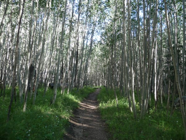 A footpath running away through a dense aspen grove on the San Francisco Peaks, the trail worn to bare earth between grass verges, with hundreds of pale slim trunks standing close together on both sides and their canopy closing overhead in summer green. Small patches of sky show through the leaves. The mountain itself — the summits, the alpine ground above the treeline, any view out — is not in the frame.