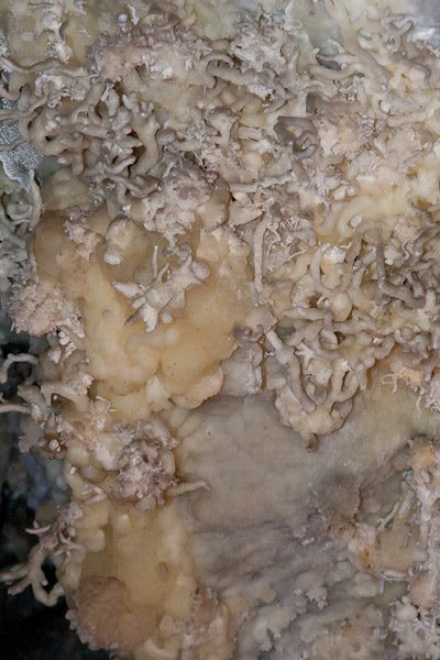 A close view of cave formations at Timpanogos Cave — a mass of pale twisting helictites growing out from the wall in every direction, over a lobed flow of cream and honey-coloured stone, with smooth grey banded rock showing behind them.