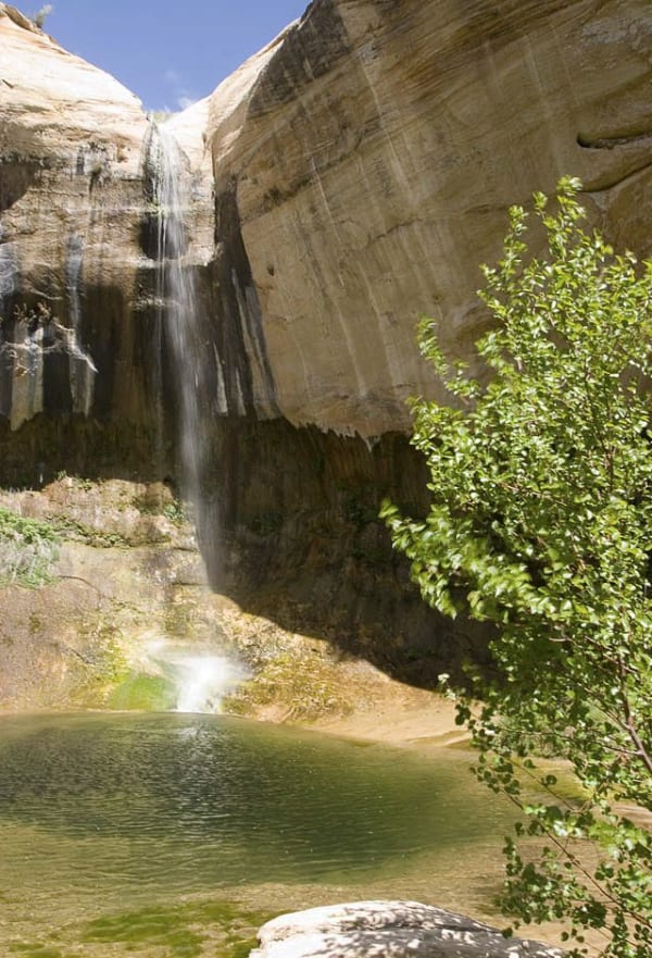 Upper Calf Creek Falls falling as a thin white thread down a dark water-stained chute in the sandstone into a shallow green pool. Cream and tan cross-bedded walls rise on both sides, pale slickrock ledges surround the pool, a bright green sapling leans into the frame from the right, and a wedge of blue sky shows at the top.