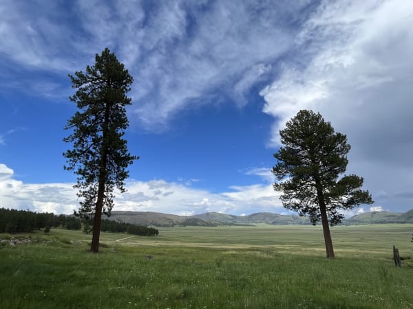 Two ponderosa pines at the northern edge of the Valle Grande meadow in Valles Caldera, forested hills beyond