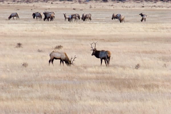 A bull elk and cows grazing the autumn grass of Moraine Park in Rocky Mountain National Park