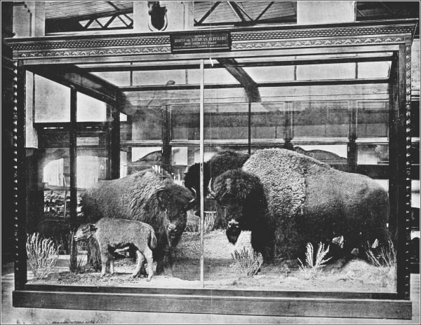 Hornaday's bison group in its glass case at the National Museum: a bull, cows and a calf mounted among prairie grasses, in black and white