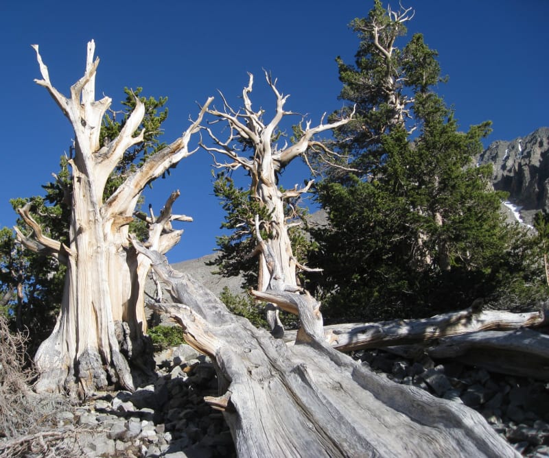 Silvered, twisting Great Basin bristlecone pines in the Wheeler Peak grove below the cirque cliffs