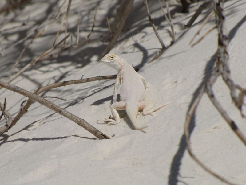 A pale bleached earless lizard on white sand among dry branches at White Sands