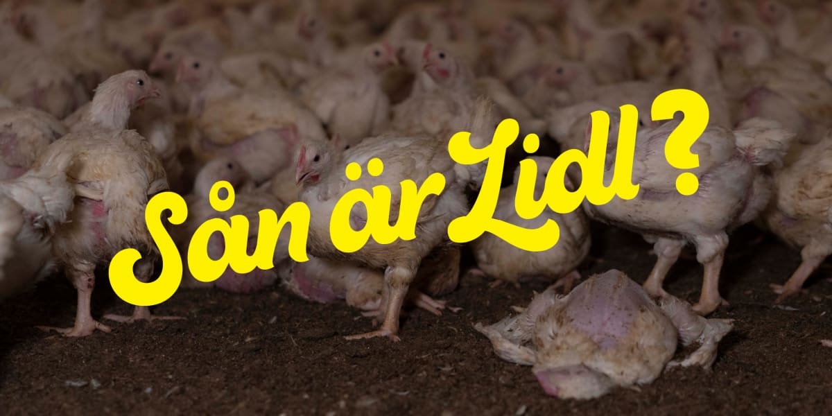 Lidl - sluta med turbokycklingar!