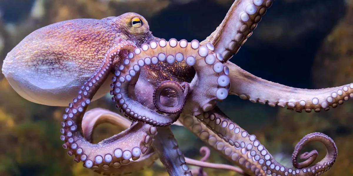 Ban octopus farming