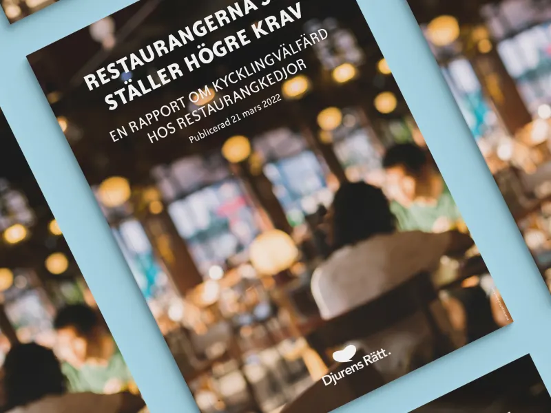 djurensratt-se/fokusområden/foretag/rapporter/Restaurangrapport