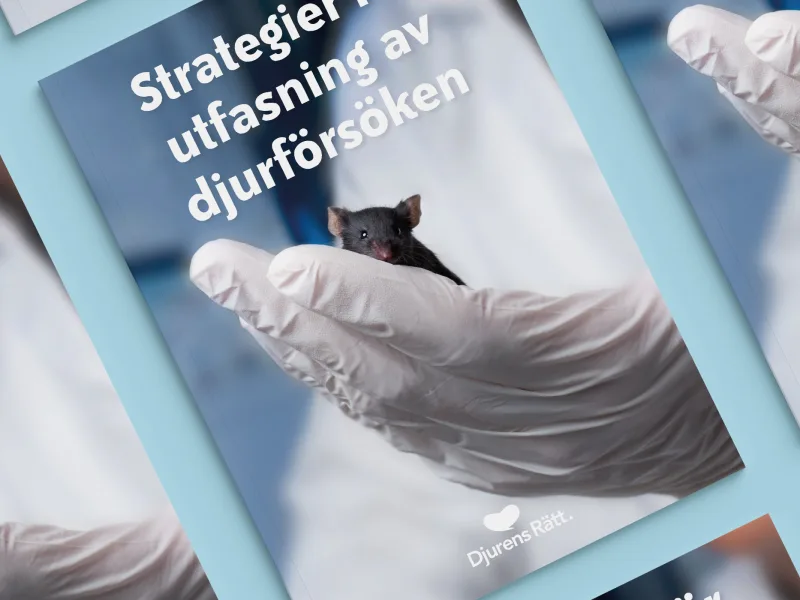 djurensratt-se/fokusområden/politisk_paverkan/rapporter/Strategier_för_utfasning_av_djurförsöken